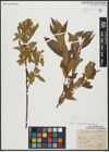 Foto von Salix alba L. x Salix pentandra L.